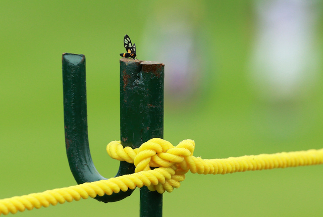 围绳上的小看客