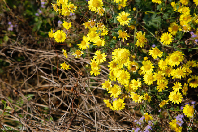 小黄花
