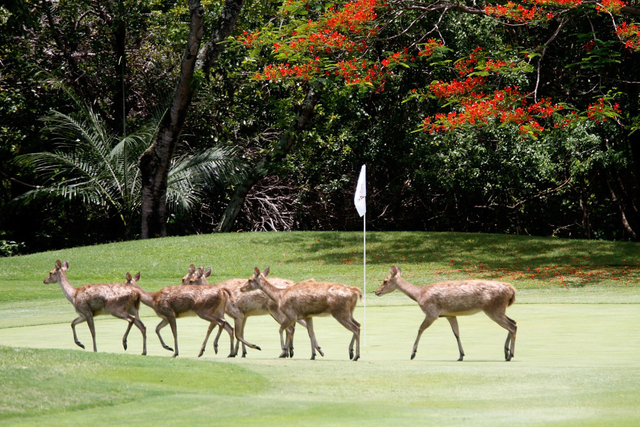高尔夫球场上的动物