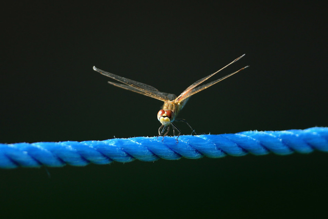 蜻蜓落在围绳