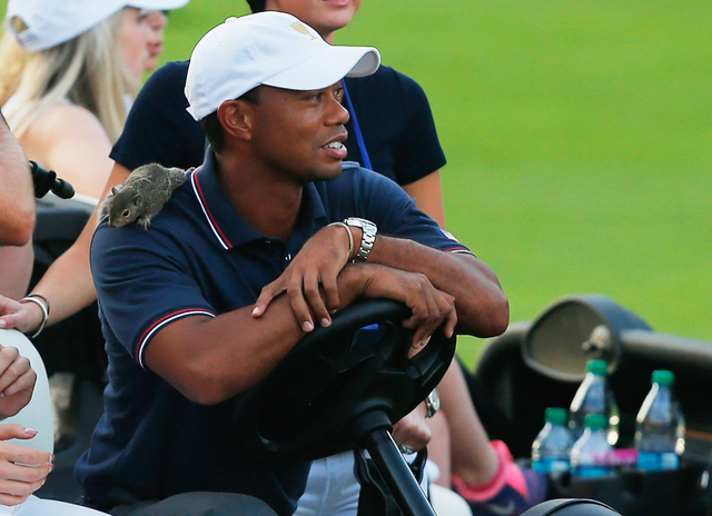 小松鼠趴在伍兹肩头