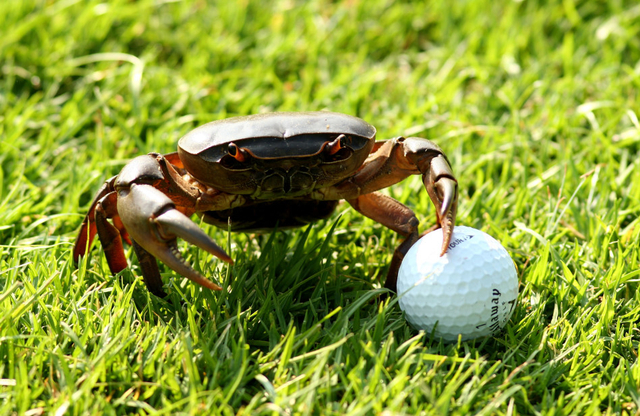 以为是自己下的蛋蛋？