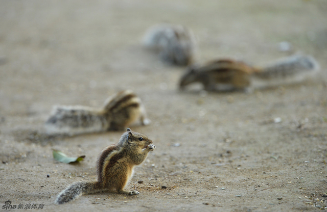 小松鼠来凑热闹