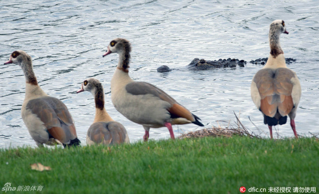 球场的野兽与良禽