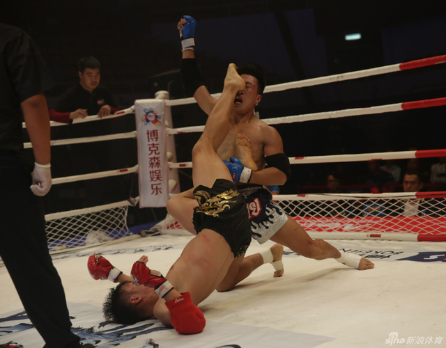 邱星奇兔子蹬鹰