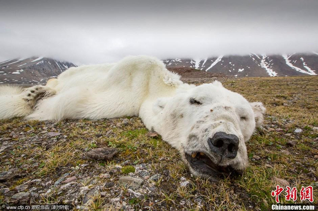 北极熊无处觅食被饿死 尸体瘦成“毛毯”