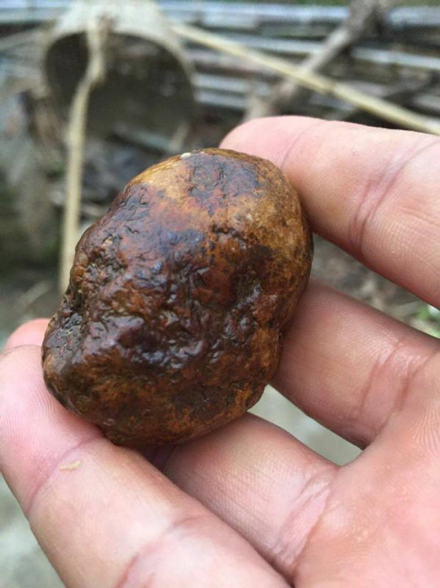 新化发现宝藏!石头都能卖出8千一公斤!