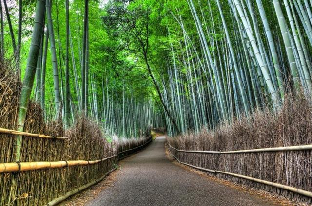 京都幽静的竹林隧道 新浪图片