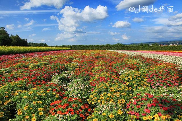 又到一年赏花时七彩富良野花田 新浪图片