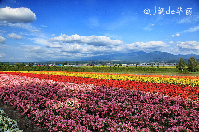 又到一年赏花时七彩富良野花田 新浪图片