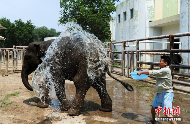 济南迎高温 动物园给老虎大象“泼冷水”