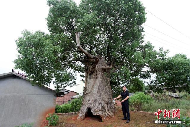 在江西省抚州市东乡县,一棵历经数百年风雨的古樟肚中长出一棵新树,新