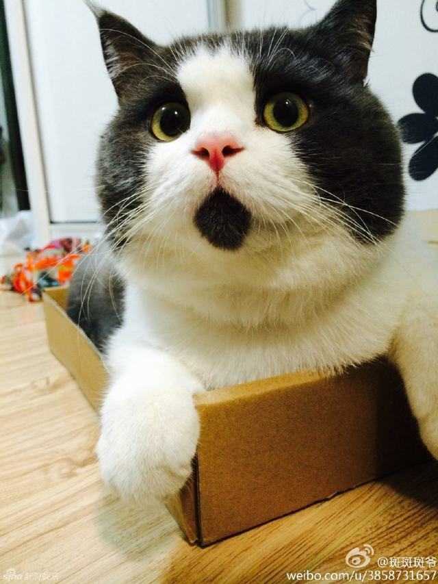 omg猫走红!肉脸激萌惊呆状神似王诗龄