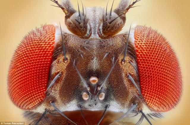 显微镜拍昆虫怪异面部表情 掘地屎壳郎颜色鲜艳 新浪图片