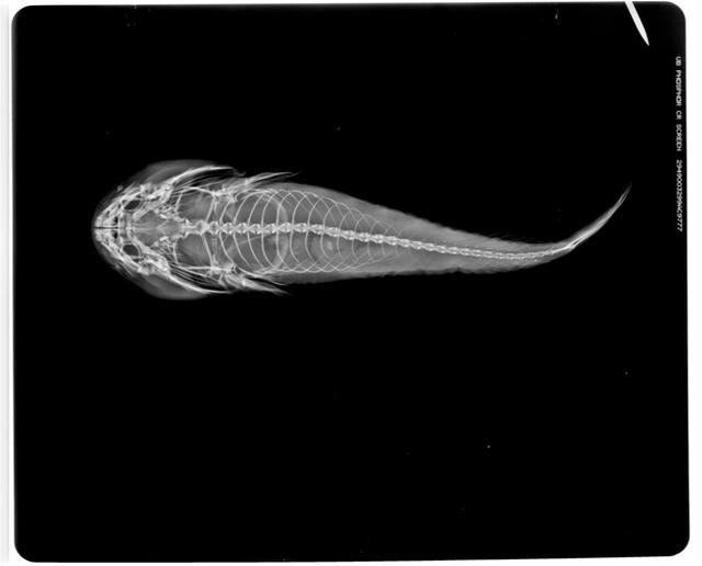 本物】琵琶湖大鯰乾燥標本 レジン封入 【珍魚】-