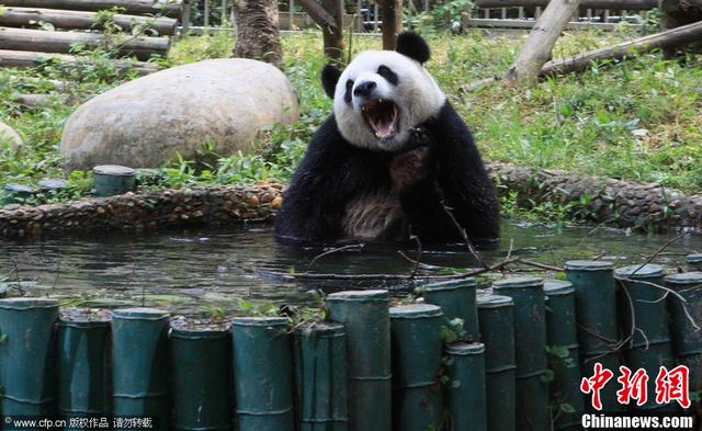 熊猫粪便动物园（大熊猫 粪便）