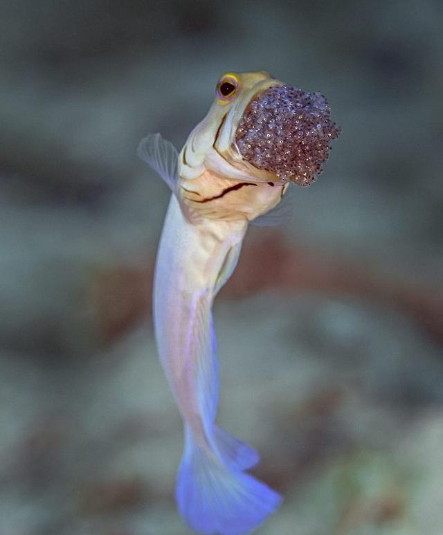 加勒比海奇特口育鱼嘴巴孵卵罕见画面 新浪图片