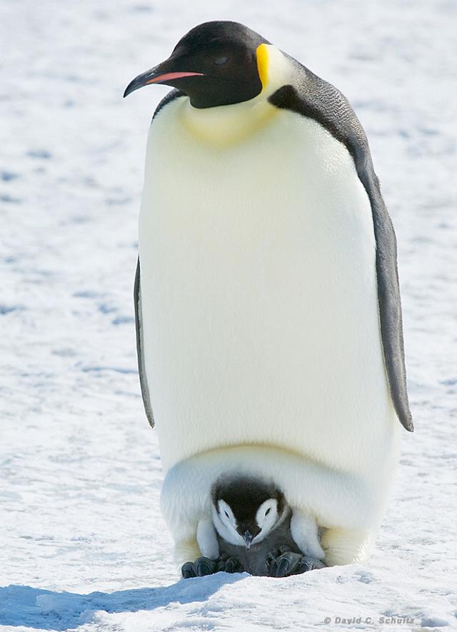 企鹅生长过程图图片
