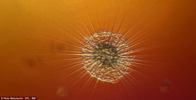 水中微生物高清显微图似外星生命 新浪图片