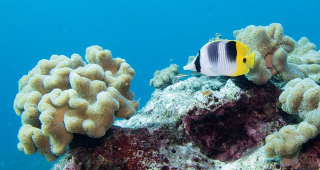 鞍斑蝴蝶鱼 Chaetodon ulietensis