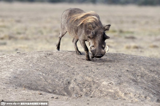 凶猛野狗遭疣猪占巢：罕见未开血战和谐相处_新浪图片