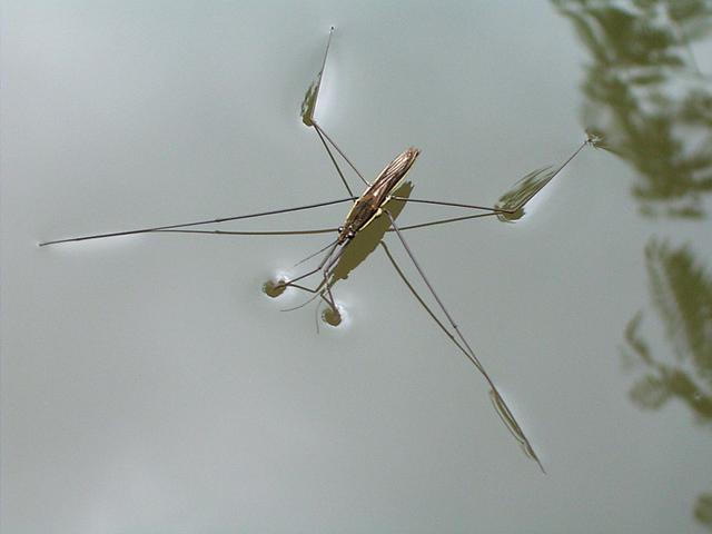 小型昆虫水面移动方法