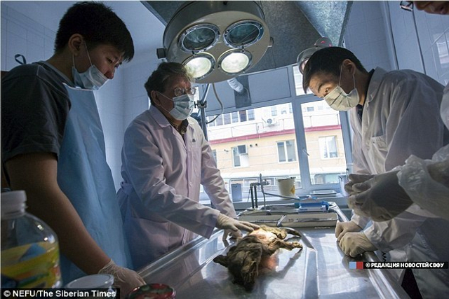 尸检期间,科学家发现这只动物的更多内脏保存完好,其中包括心脏,肝脏