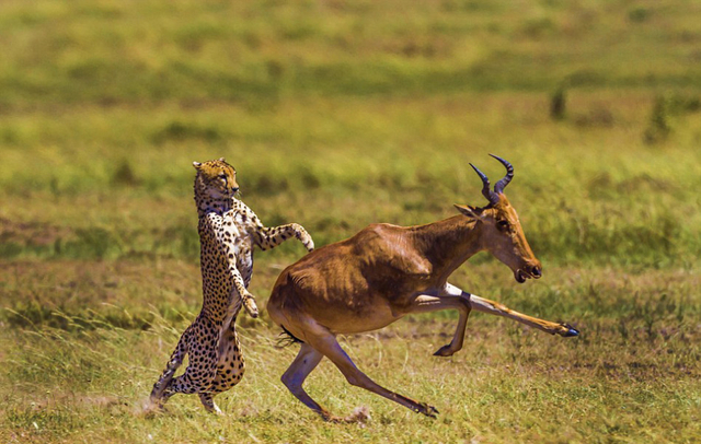 羚羊遭猎豹猛攻侥幸逃脱