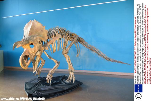 3D打印还原新发现角龙身体化石：体长3.5米_新浪图片