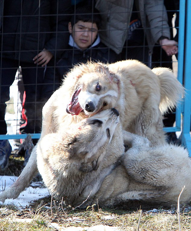 图片显示,猎犬们相互撕咬,颈部和头部都已血肉模糊,看客却在围场外