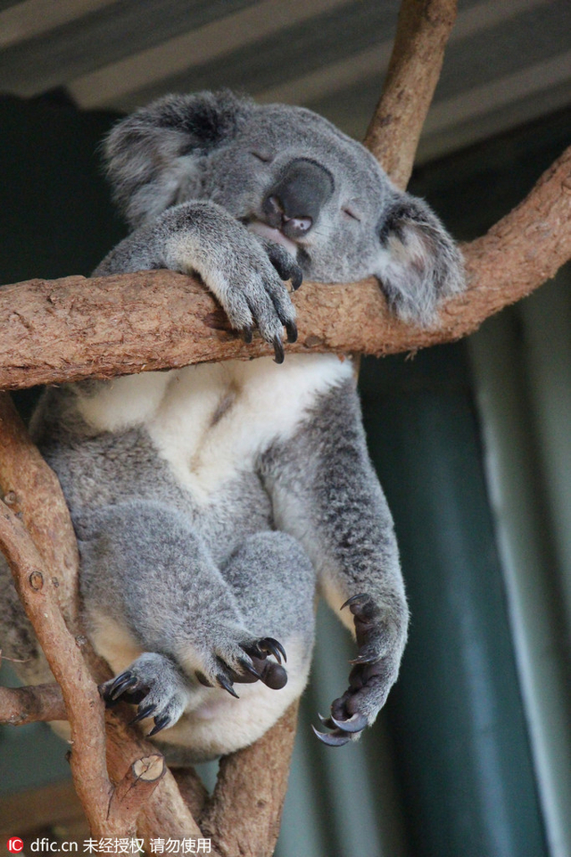 考拉模仿世界名画睡姿