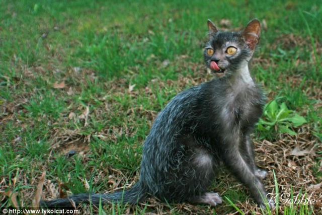 南非发现纯自然基因突变狼人猫:全球仅35只