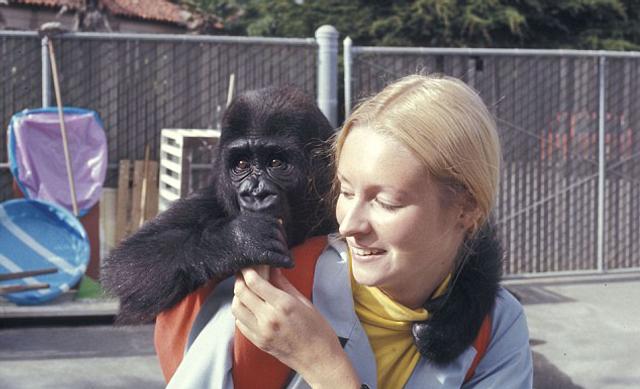 koko大猩猩纪录片图片