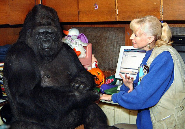 大猩猩与人类相守40余年