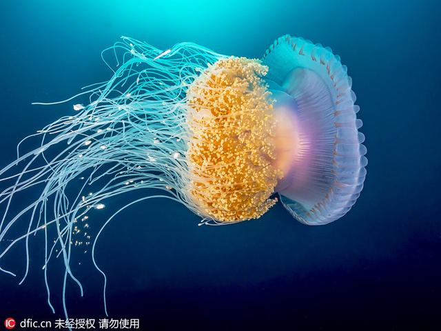 潜水拍梦幻发光水母 鱼儿和微生物寄宿体内 新浪图片