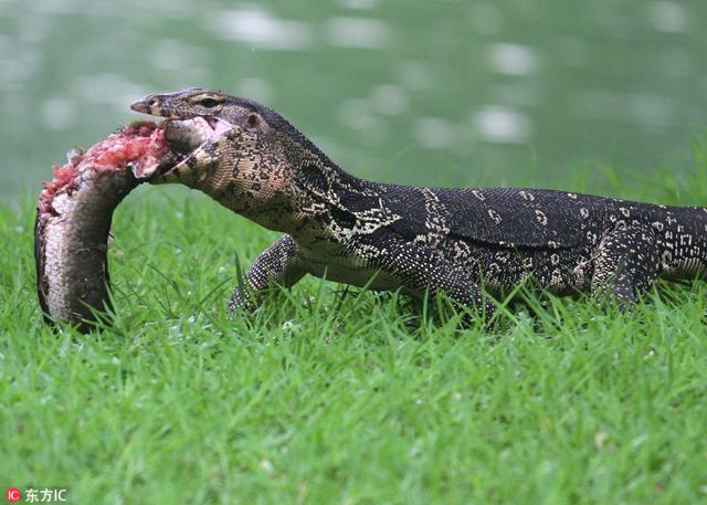 泰国水巨蜥享受鱼儿大餐