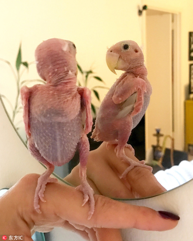 鹦鹉性感"裸照"俘获网友
