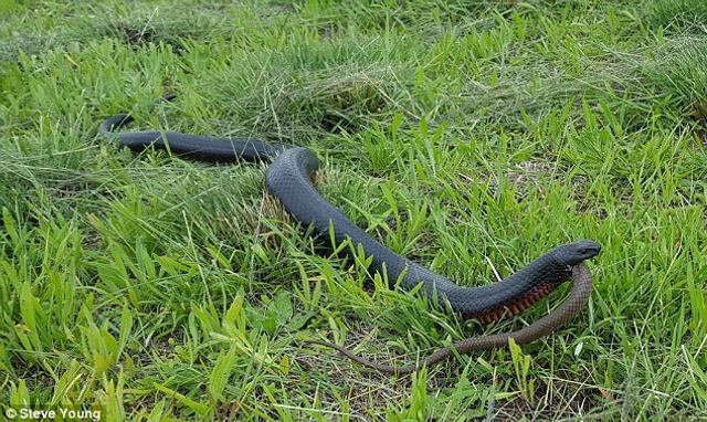 这条红腹伊澳蛇长度达1.6米,被它吞噬的棕伊澳蛇个头也不小.