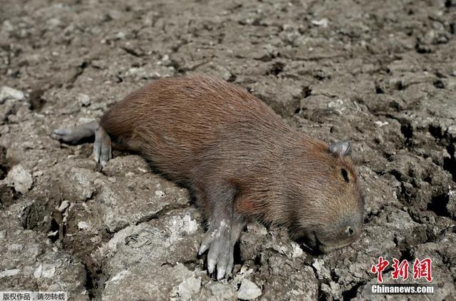 河豚死亡案例图片