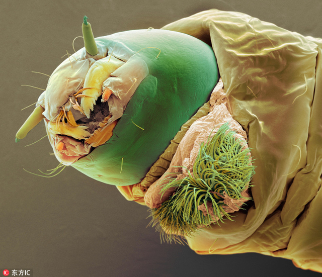 电子显微照揭示尘螨 无处不在的可怕生物_新浪图片