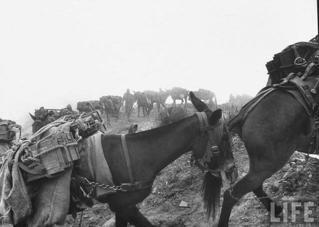 中印战争中的印度百态