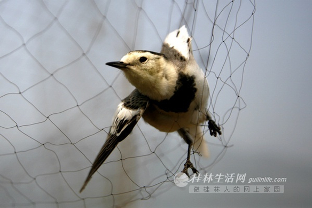 直击桂北山区候鸟南迁泣血之路