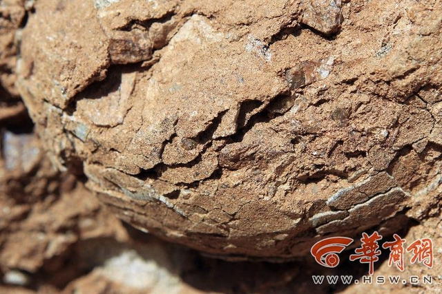 村民修路挖出“石疙瘩” 系恐龙蛋化石