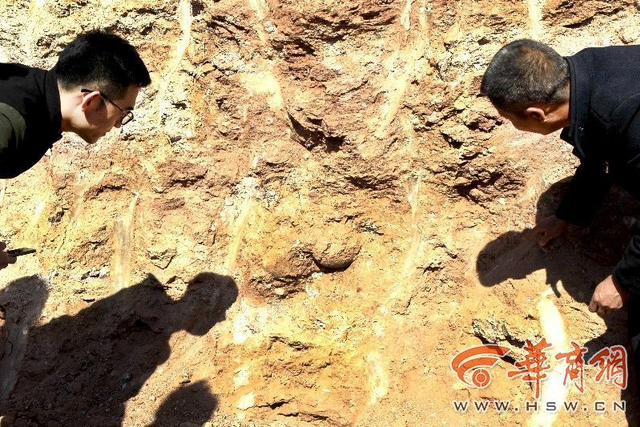 村民修路挖出“石疙瘩” 系恐龙蛋化石