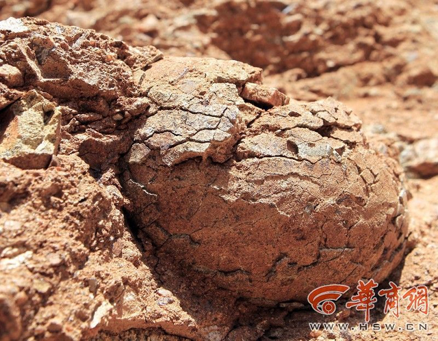 村民修路挖出“石疙瘩” 系恐龙蛋化石