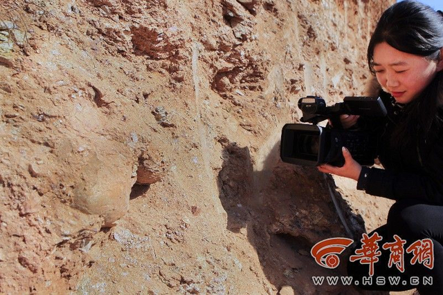 村民修路挖出“石疙瘩” 系恐龙蛋化石