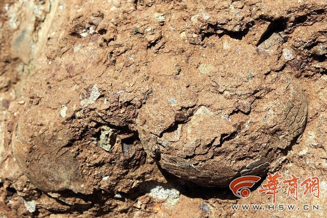村民修路挖出“石疙瘩” 系恐龙蛋化石