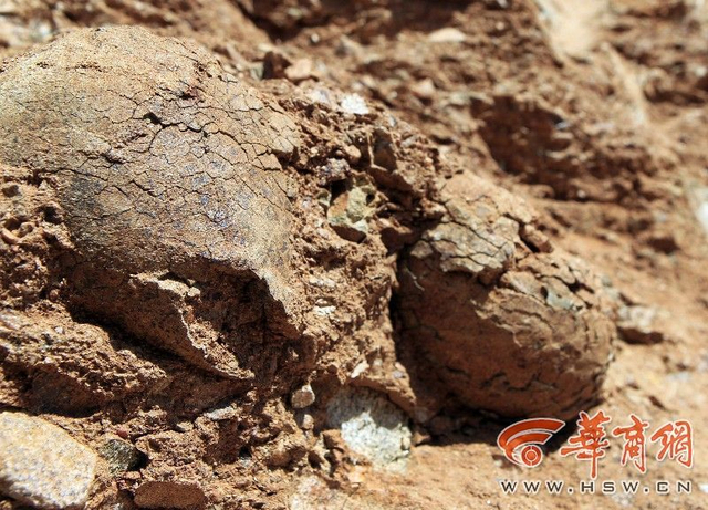 村民修路挖出“石疙瘩” 系恐龙蛋化石