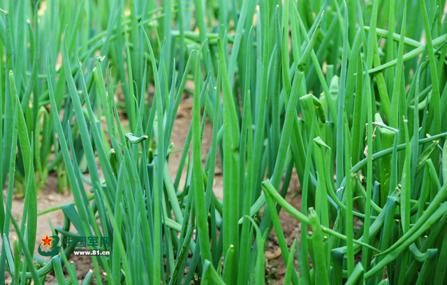 邦达兵站蔬菜大棚的香葱（记者李爱明摄）