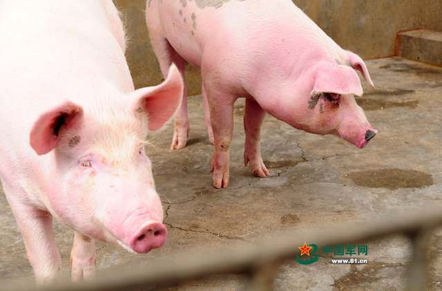 官兵们圈养的生猪（记者李爱明 摄）